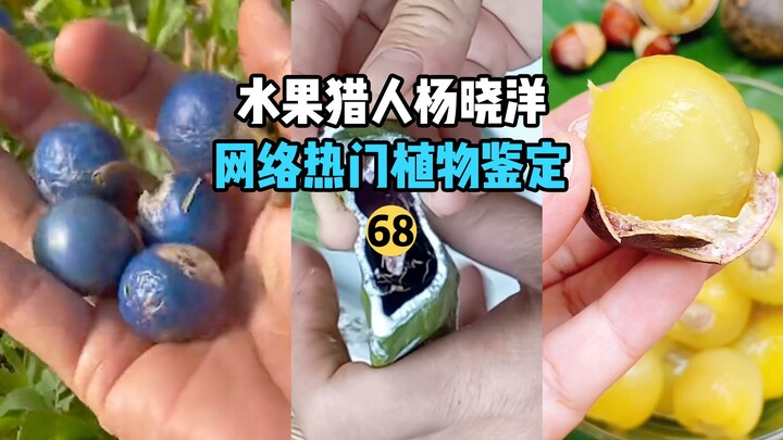 [Fruit Hunter x Hunter] Internet-Hit Plant Identification 68
