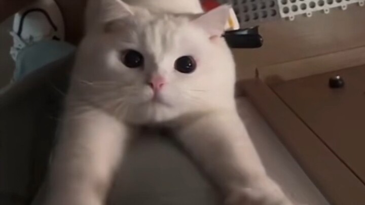 Người ta sống chính là để xem những thứ này!