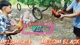 MELSIM GOLD BULLSTAG VS MELSIM BLACK STAG SPAR!