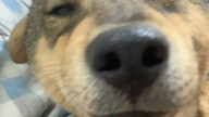 Today’s cute pet! Research shows that dogs who’ve heard doggy nursery rhymes tend to have a more ref