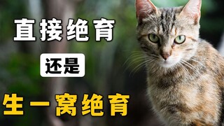 我后悔让猫生小猫了