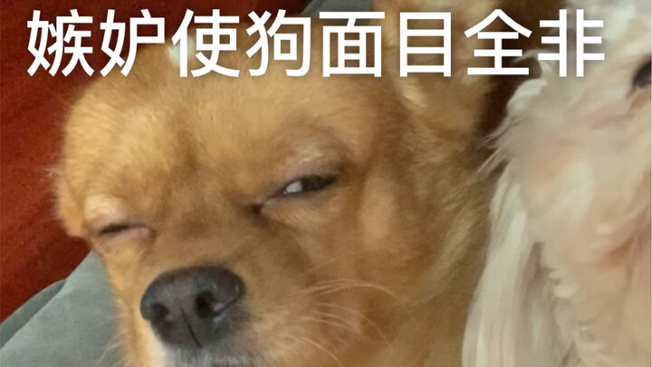 Jealousy completely changes a dog's appearance.