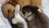 Stupid Husky Bite The Master And Was Beaten Up By Golder Retriver