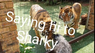 He is not called Sharky for nothing!
