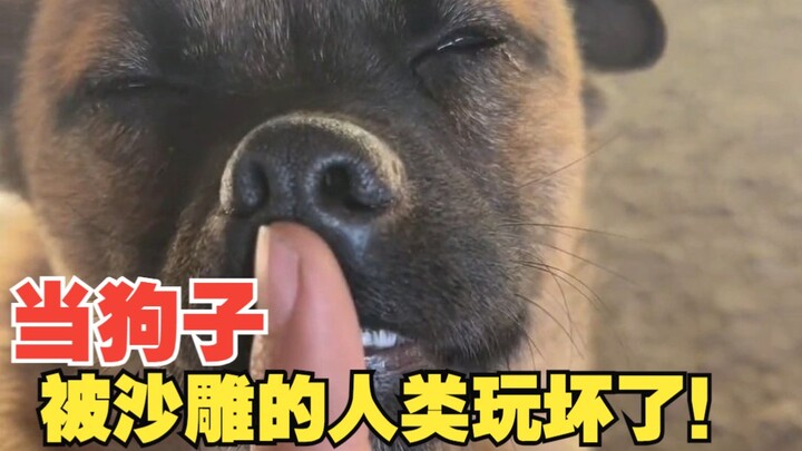 When humans force dogs to pull silly stunts, they actually turn all sentimental!