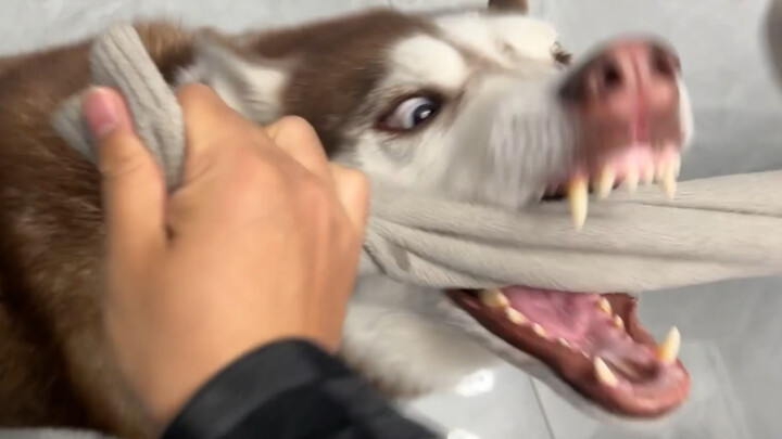 Husky: In the face of sheer power, the Border Collie is just the little brother!