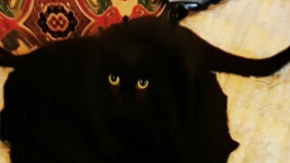 Seberapa beragam ekspresi mata seekor kucing?