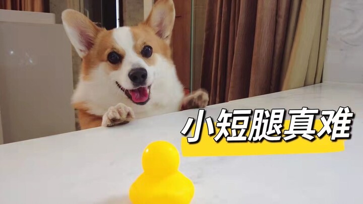 Menantang corgi dengan kaki terpendek di internet, kaki pendeknya benar-benar susah!