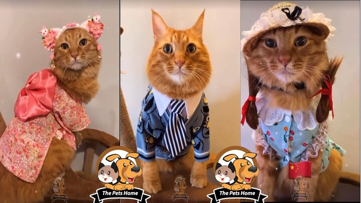♥TikTok Pets funny and cute cat- Chú Mèo Siêu Dễ Thương