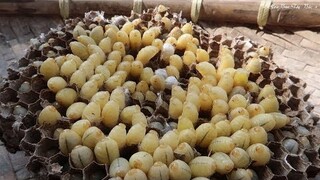 Nhộng Ong Nấu Cháo | (món ăn lạ vị của núi rừng) ✦ Hoa Ban Tây Bắc