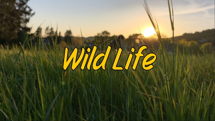 《Wild Life》——（官方音乐视频）