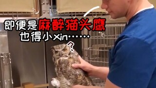 Even owls under anesthesia can be dangerous—accidentally, you might easily fall head over heels for 