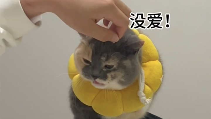 Batu sandungan si kucing