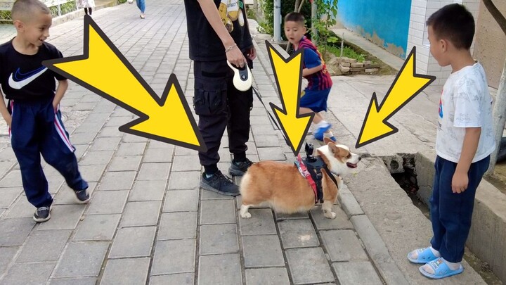 عندما ظهر كلب الكورجي في شوارع شينجيانغ، أصاب الأطفال بالحيرة...