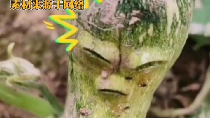 Ketimun yang punya ekspresi sendiri