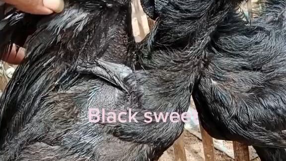 ayam hitam asli cemani lidah hitam
