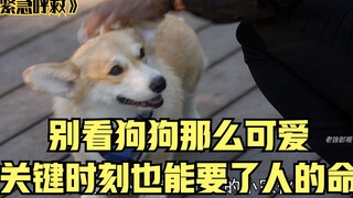 紧急呼救，别看狗狗那么可爱，关键时刻也能要了人的命