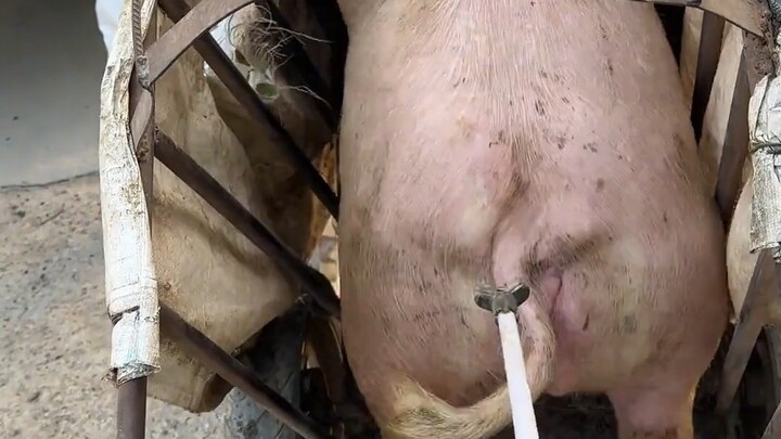 จูจู: พวกนายชอบเหรียญหมูไฟฟ้าจริงๆ เหรอ?