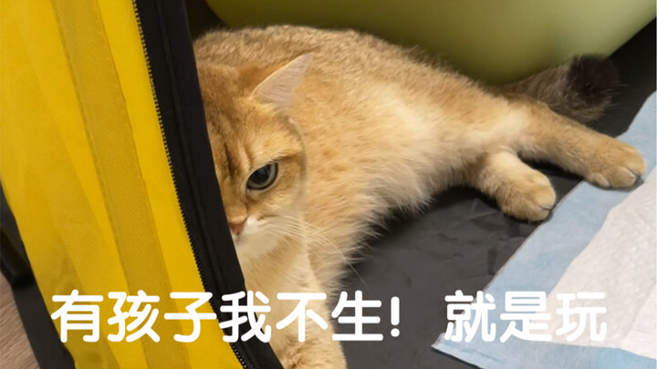 Tidak bisa berkata-kata! Tidak menyangka adik perempuan ternyata melahirkan seorang...