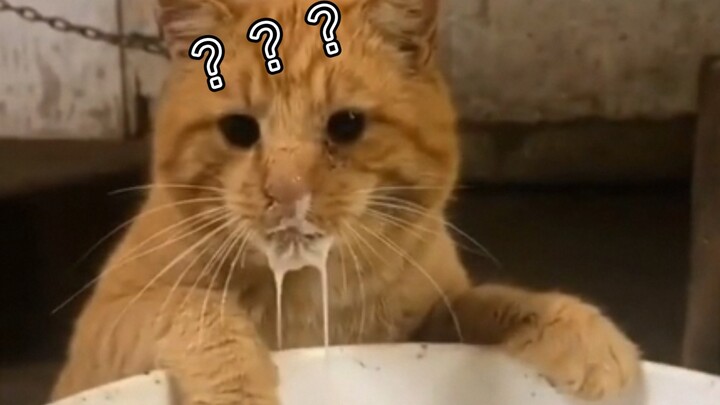 Cat Eating Team