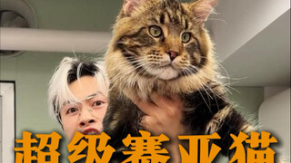 Benar-benar terlalu besar, memang pantas disebut pasukan resmi.