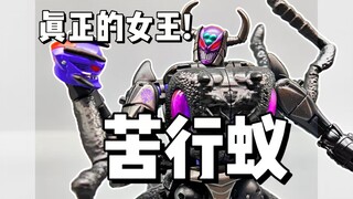 一个真正的小日子女王？世代精选苦行蚁！