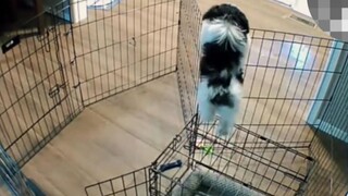 一切都在狗狗我的计算之中