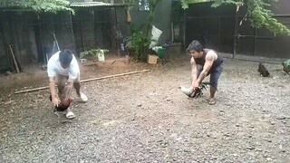 1 win na yung talisay ko MINIS GREY walang sugat hehe
