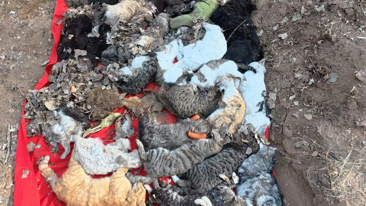 #Cứu trợ động vật#Mỗi ngày làm một việc thiện: Sau vài ngày thu gom những chú thú nhỏ gặp nạn trong 