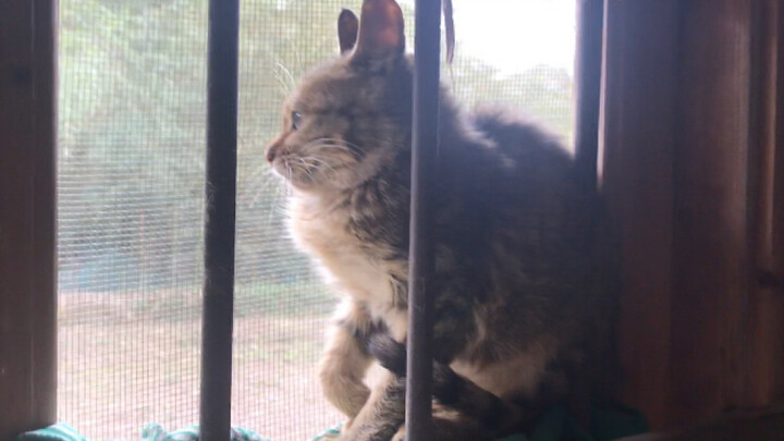This little kitten is “heartbroken and depressed,” feeling like its feline life has hit rock bottom.