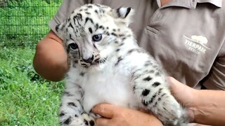 Báo tuyết nhỏ bị siết chặt gáy số phận, ngay lập tức không dám làm càn: Thôi, "báo phế" rồi!