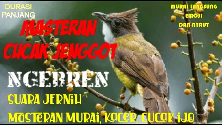 Masteran Cucak Jenggot NGEBREN Suara Jernih di Sertai Terapi Suara Air Mengalir