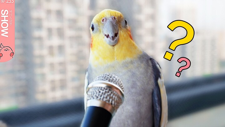 When the parrot started cursing at me, I handed it a microphone! — Marco Polo Show