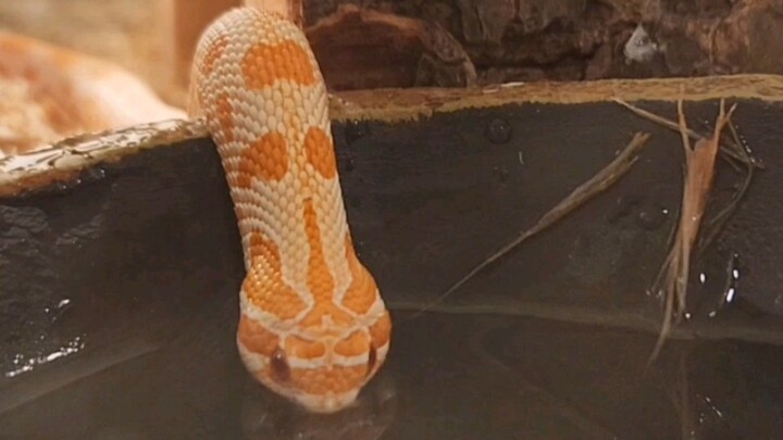 Mom says you must drink, drink, and drink water every day.