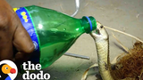 งูเห่าน้อยดื่มน้ำจากขวดสไปรท์ระหว่างที่เขาช่วยชีวิต โดโด้