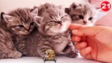 So many cute kittens videos compilation 2020 -The pets home#21
