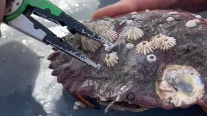 Divers Clean Barnacles from the Ship’s Bottom