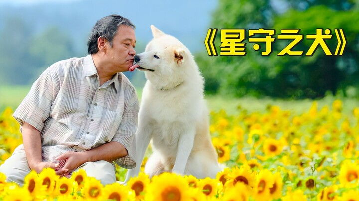 A tear-jerking and heartwarming movie where a dog brings food to his owner every day, unaware that h