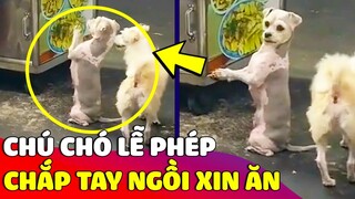 Cưng xỉu hình ảnh CHÚ CHÓ lễ phép với hành động 'XIN ĂN' khiến ai cũng mềm lòng 😍 Gâu Đần