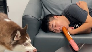 If the owner pretends to sleep with a sausage in his mouth, will the dog steal it?