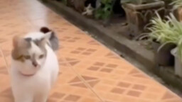 Đứng đầu bảng sao chép nhân vật Cao Khải Thịnh trên toàn mạng