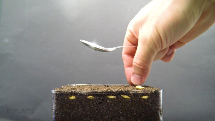 Growing Barley Time Lapse