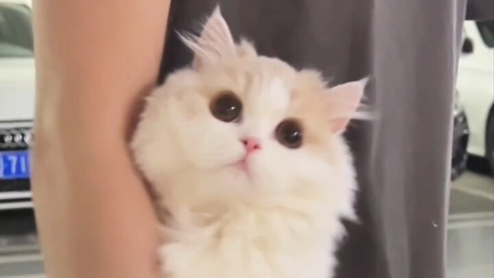 How can I even spin when there aren't any kittens in the world!