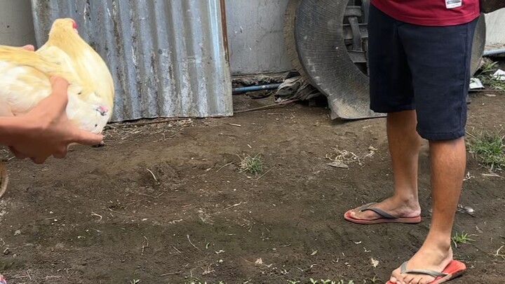 Brood cock padalawang butaw hindi pala nka play