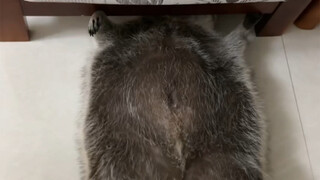 浣熊长大能有多胖…