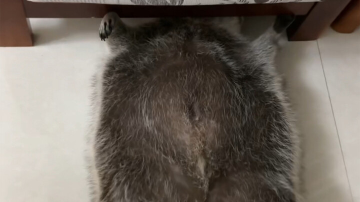 浣熊长大能有多胖…