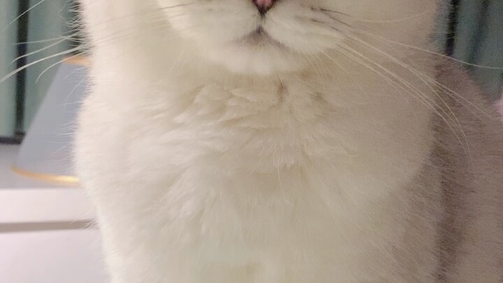 Guru Bai mengundang Anda untuk bergabung dalam permainan kecil, apakah Anda menerimanya?