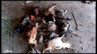 anung gagawin nyo kapag sa inyo  to nangyari.. mga ka manok..🤔🤔😭😭