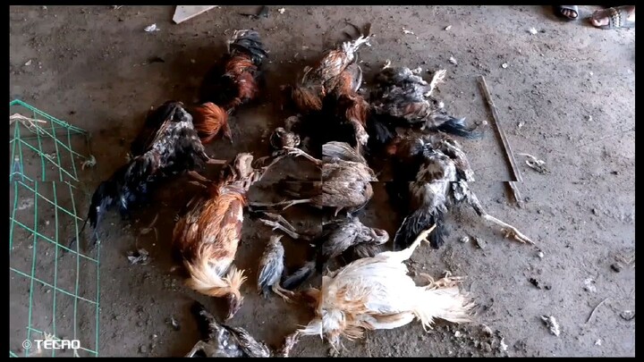 anung gagawin nyo kapag sa inyo  to nangyari.. mga ka manok..🤔🤔😭😭