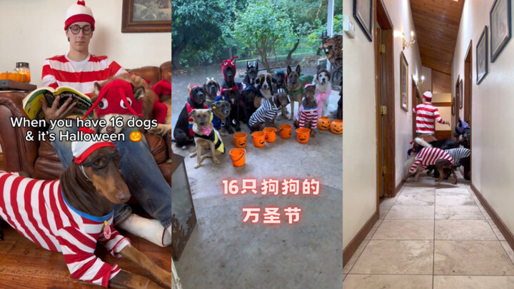 ฉลองฮาโลวีนกับสุนัข 16 ตัว 🐶🎃